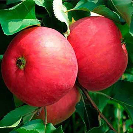 Яблоня Жигулевское (семенной подвой) Садовита