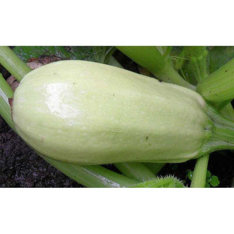 Кабачок Ролик "Кольчуга" НК