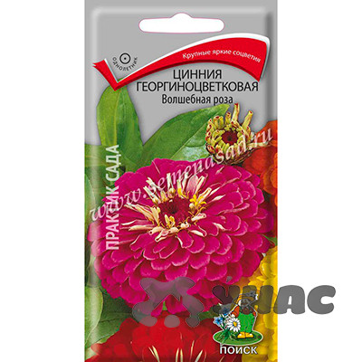 Циния Волшебная роза георгиноцв Поиск Ц