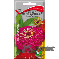 Циния Волшебная роза георгиноцв Поиск Ц