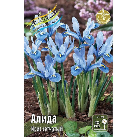 Ирис Сетч. Алида 5/6 8 шт