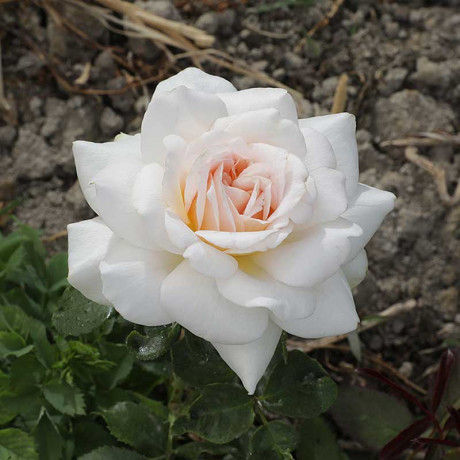 Роза флорибунда Куин Палас Садовита