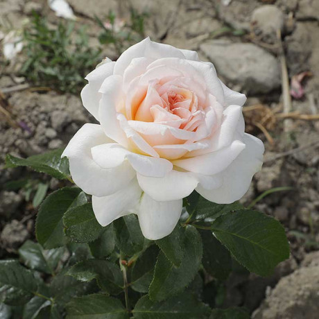 Роза флорибунда Куин Палас Садовита