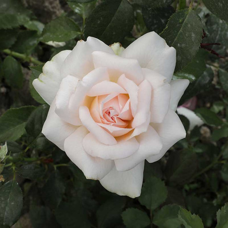 Роза флорибунда Куин Палас Садовита