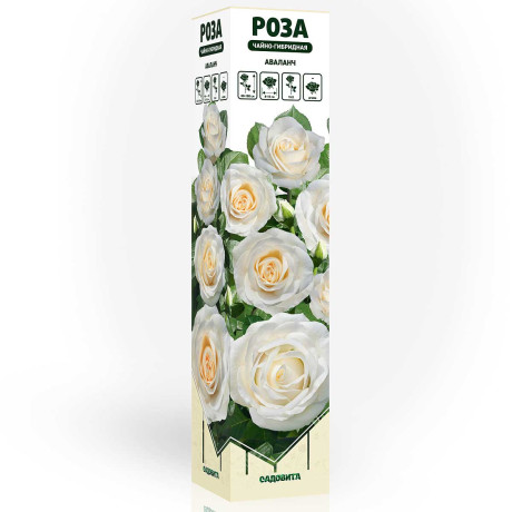 Роза чайно-гибридная Аваланч Садовита