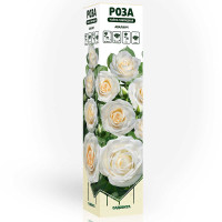 Роза чайно-гибридная Аваланч Садовита