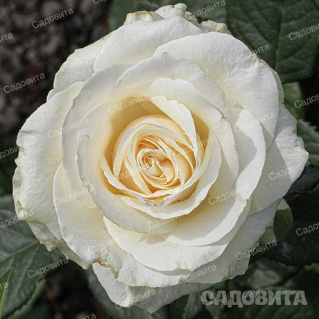 Роза чайно-гибридная Аваланч Садовита