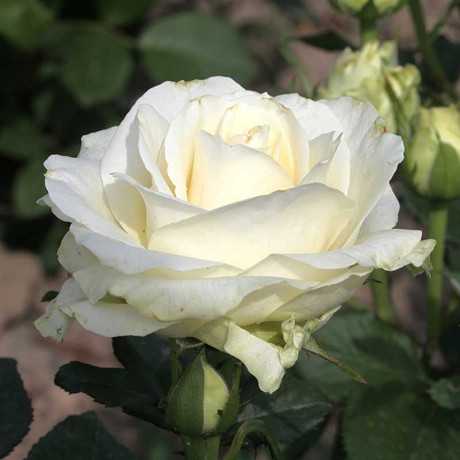 Роза чайно-гибридная Аваланч Садовита