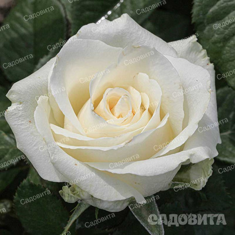 Роза чайно-гибридная Аваланч Садовита