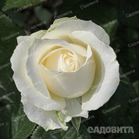 Роза чайно-гибридная Аваланч Садовита