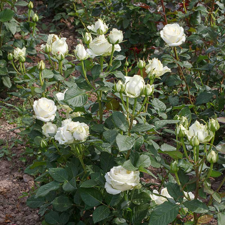 Роза чайно-гибридная Аваланч Садовита