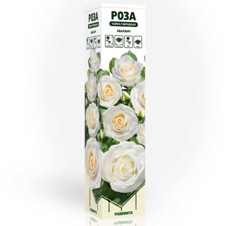 Роза чайно-гибридная Аваланч Садовита