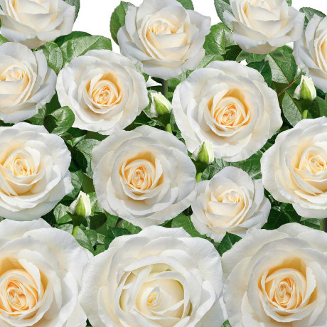 Роза чайно-гибридная Аваланч Садовита