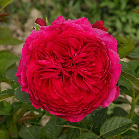 Роза чайно-гибридная Алан Сушон Садовита