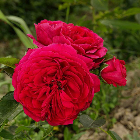 Роза чайно-гибридная Алан Сушон Садовита