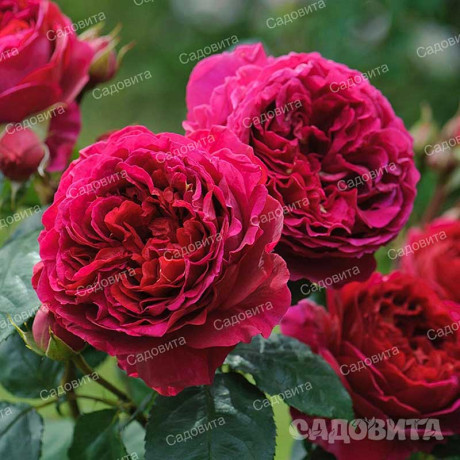 Роза чайно-гибридная Алан Сушон Садовита