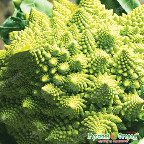 Капуста цветная Шеннон НК Ц