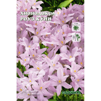 Хионодокса Роуз Куин 5/+ 10 шт Садовита