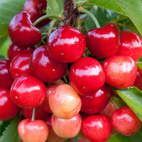 Черешня Поэзия Садовита