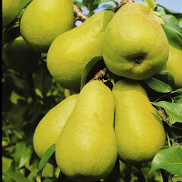 Груша Нежность Садовита