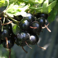 Смородина золотистая Ида Садовита