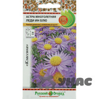 Астра Леди ин Блу многолетн НК Ц
