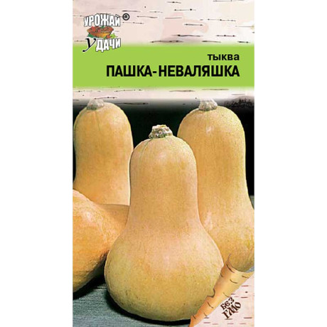 Тыква Пашка-Неваляшка Урожай у дачи Ц