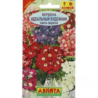 Вербена Идеальный Художник гибридная смесь окрасок Аэлита Ц