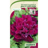 Петуния Дуо F1 Бургунди махровая 5др PanAmerican/Садовита Ц