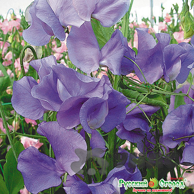 Душистый горошек Лазурный берег НК Ц