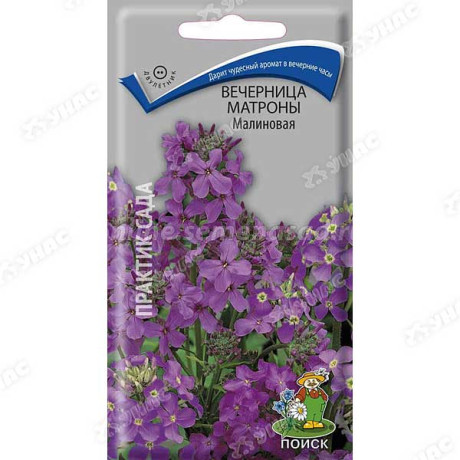 Вечерница Матроны Малиновая Поиск Ц