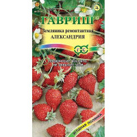 Земляника Александрия Гавриш Ц