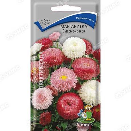 Маргаритка смесь окрасок Поиск Ц
