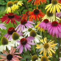 Эхинацея Парадизо смесь Гавриш