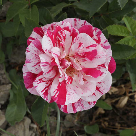 Роза флорибунда Кэнди Ковер Садовита