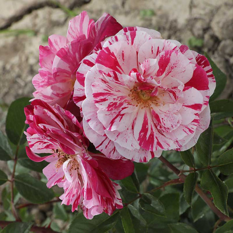 Роза флорибунда Кэнди Ковер Садовита