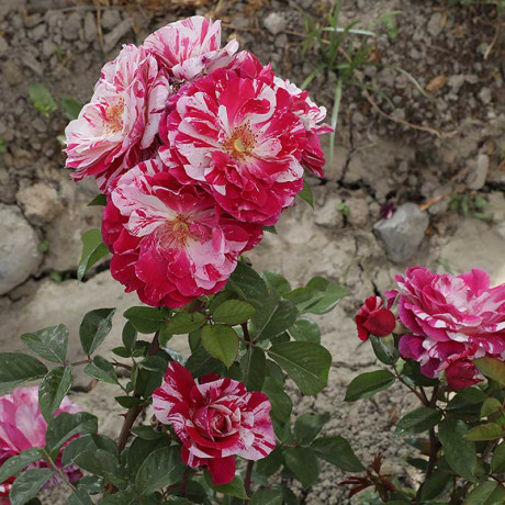 Роза флорибунда Кэнди Ковер Садовита