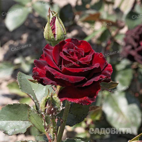 Роза чайно-гибридная Фиджи Негро Садовита