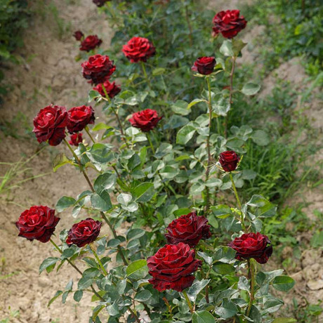 Роза чайно-гибридная Фиджи Негро Садовита