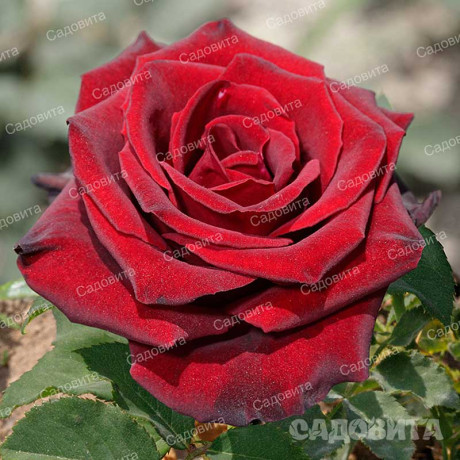 Роза чайно-гибридная Фиджи Негро Садовита
