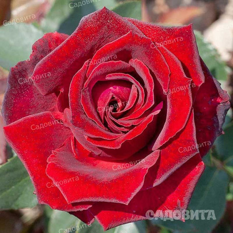 Роза чайно-гибридная Фиджи Негро Садовита