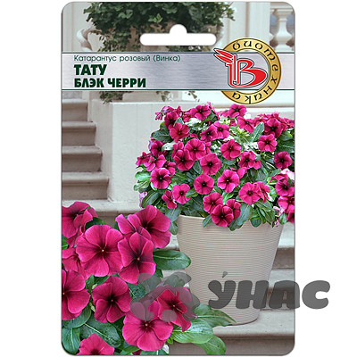 Катарантус Тату Блэк Черри Биотехника Ц