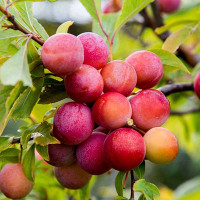 Алыча Аленушка Садовита