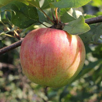 Яблоня Былина (полукарлик) Садовита
