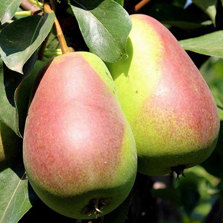 Груша Новелла Садовита