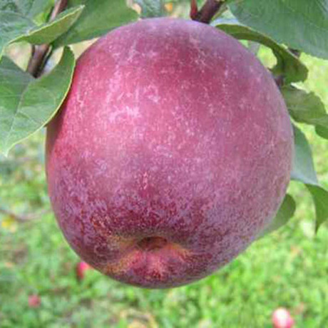 Яблоня Лобо (семенной подвой) Садовита