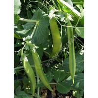 Горох Грибовский 25г Аэлита Ц x10