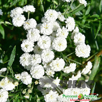 Тысячелистник Жемчужница НК Ц