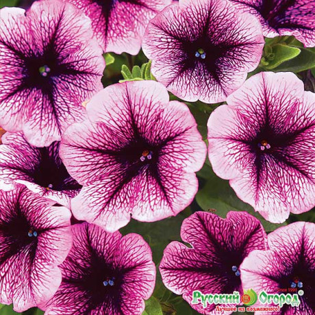 Петуния Супертуния Парпл НК Ц