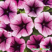 Петуния Супертуния Парпл НК Ц